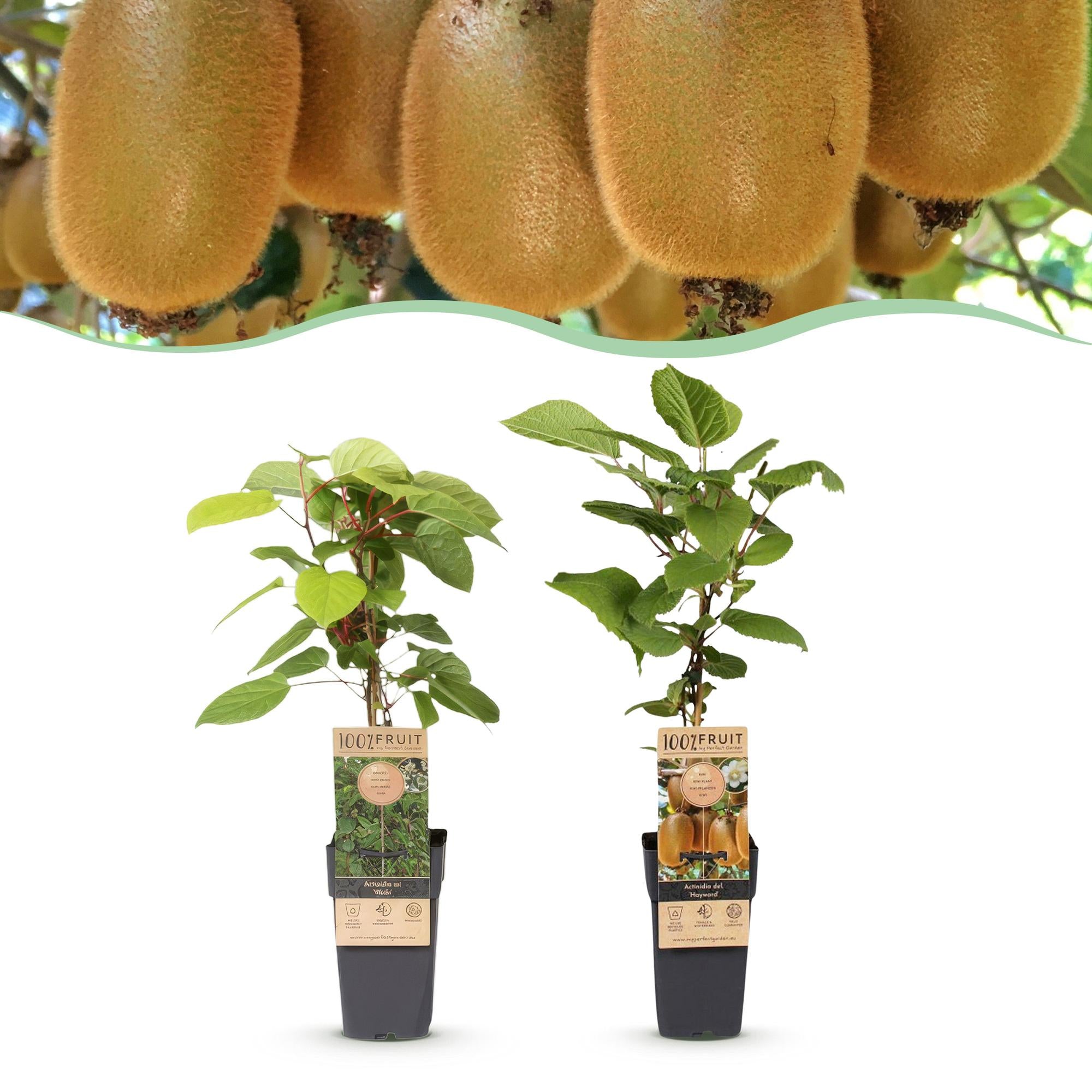 Actinidia Weiki & Hayward - Kiwiplant - 1 Mannelijke - 1 Vrouwelijke - Planten - Groen - Pot 15cm - Hoogte 50cm