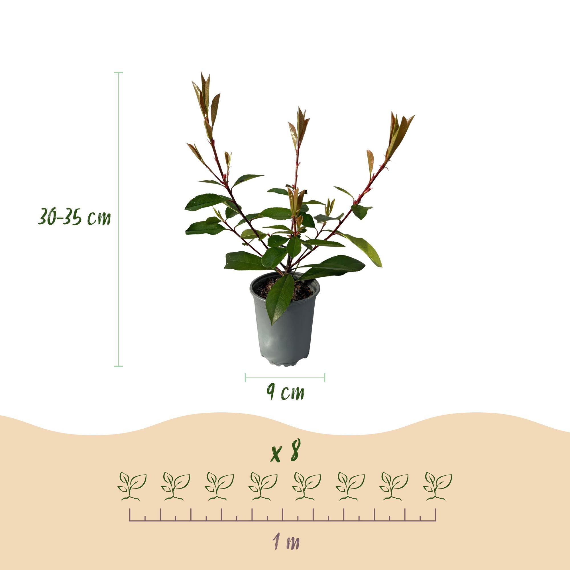 Photinia fraseri Red Robin - blad rood groen  - 8 planten - 1 strekkende meter - groenblijvend - pot 9cm hoogte 30-35cm