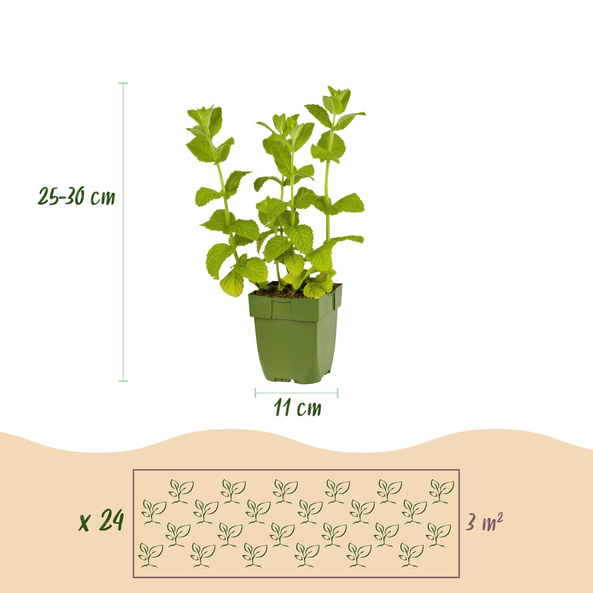 Green boutiQ - Beetpaket - Kräutertee - 24 Stauden - 3 m² - verschiedene Farben - pflegeleicht - Topf 11 cm