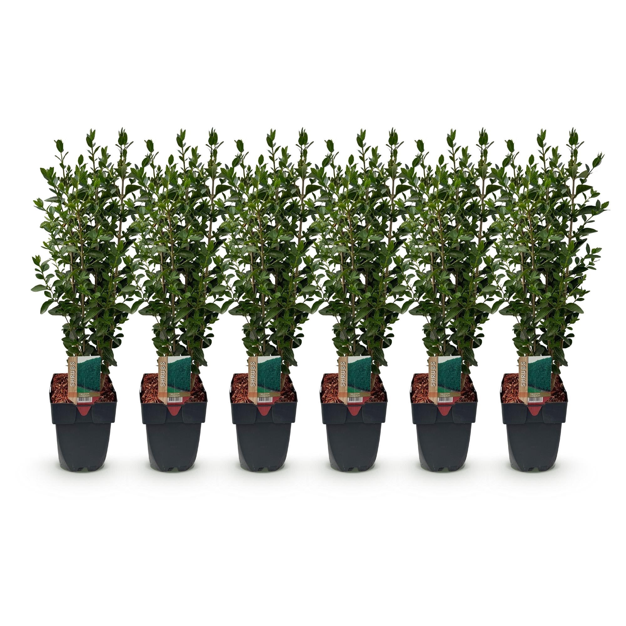 Ligustrum ovalifolium -  blad groen - 6 planten - 1 strekkende meter - groenblijvend - pot 17cm hoogte 55cm