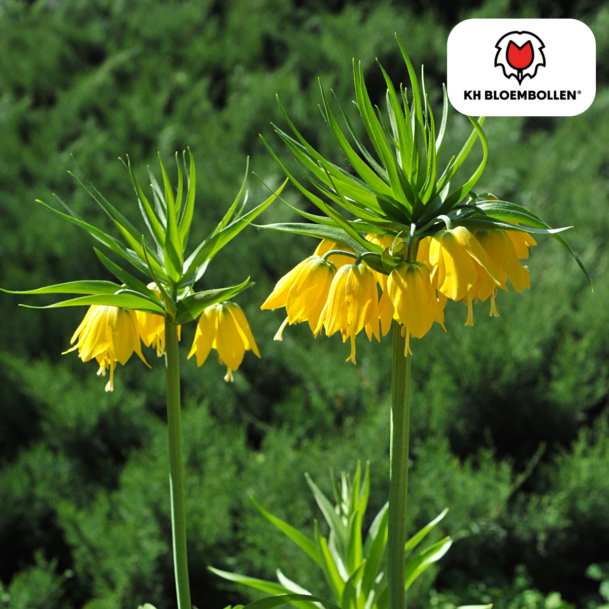 Fritillaria / Imperial Crown Lutea 5 pezzi
