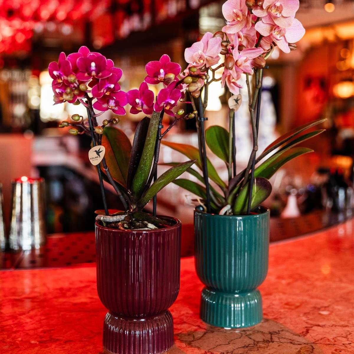 Kolibri Orchids | Combi Deal - 2 Paarse Phalaenopsis Orchideeën Blossom Chamonix - Ø9 cm