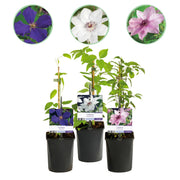 Green boutiQ – Kletterpflanze – Clematis Tricolor – Blüten: Rosa, Weiß, Lila – Pflegeleicht – 3 Pflanzen – Topf: 11 cm, Höhe: 40 cm