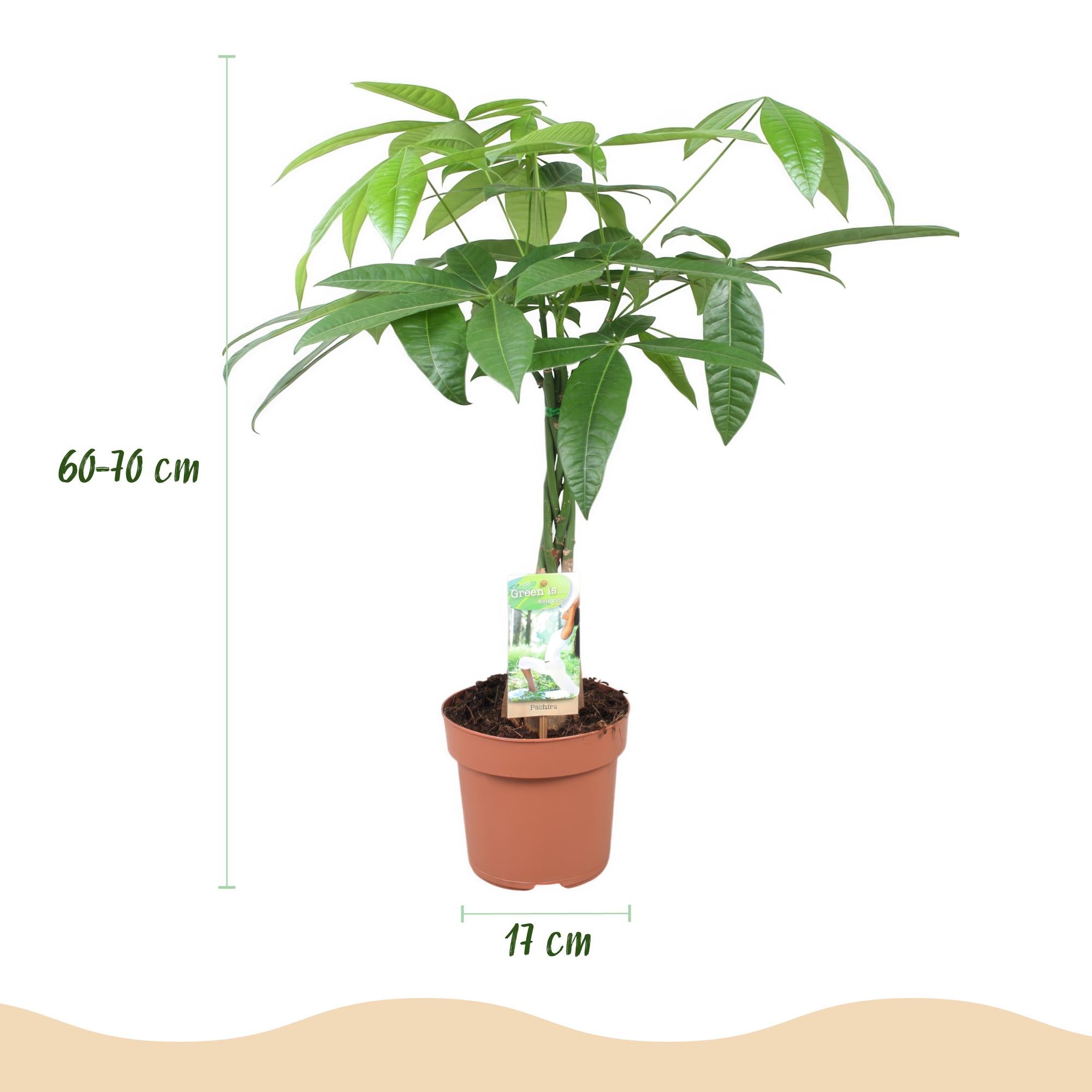 Pachira Aquatica gevlochten stam - Geldboom - Pot 17cm - Hoogte 60-70cm