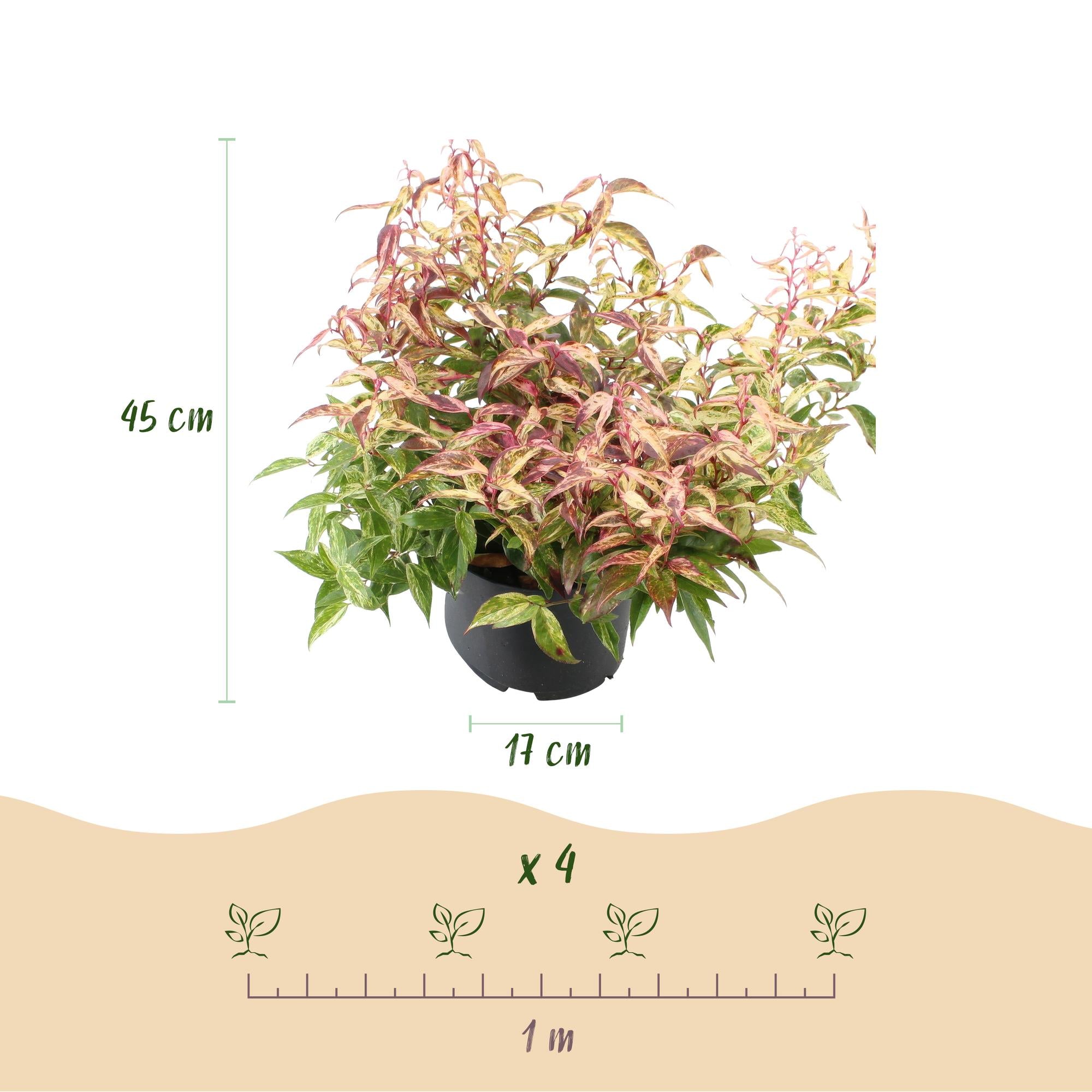 Leucothoe Makijaz - Bruin - 1 Plant - Groenblijvend - Weinig Onderhoud - Pot 17cm Hoogte 45cm