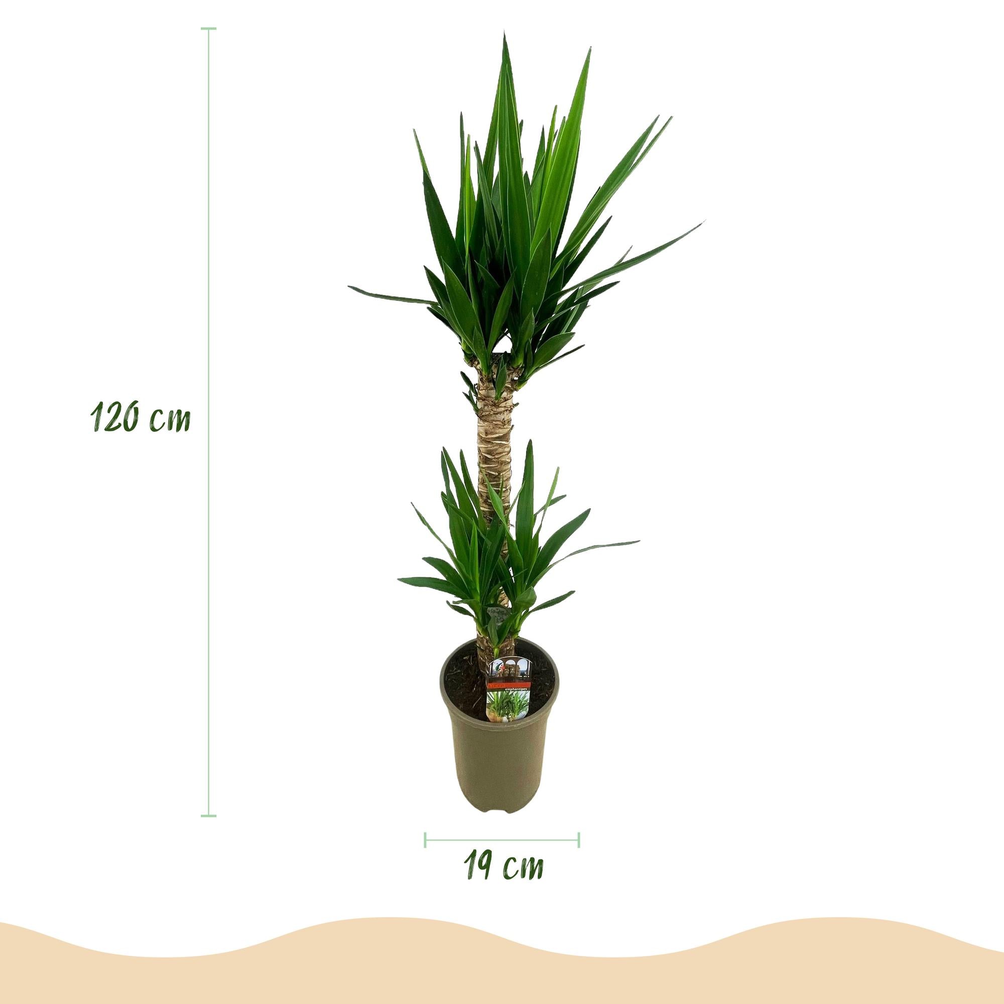 Yucca elephantipes - Weinig onderhoud - Groen - 1 - Pot 19cm - Hoogte 120cm