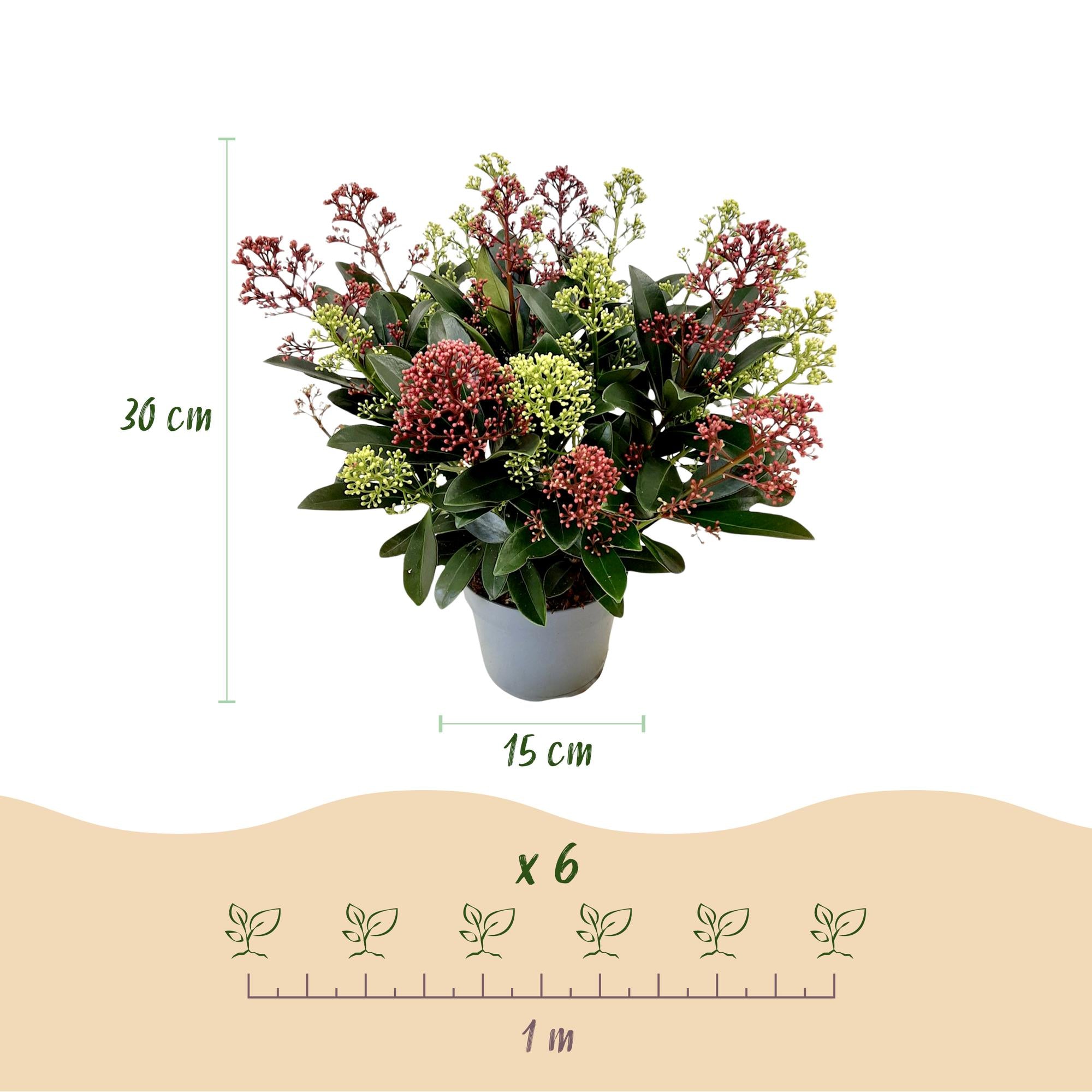 Skimmia japonica Festival - Bloem Wit & Rood - 15+ Bloemen - 1 Plant - Winterhard - Pot 15cm Hoogte 30cm