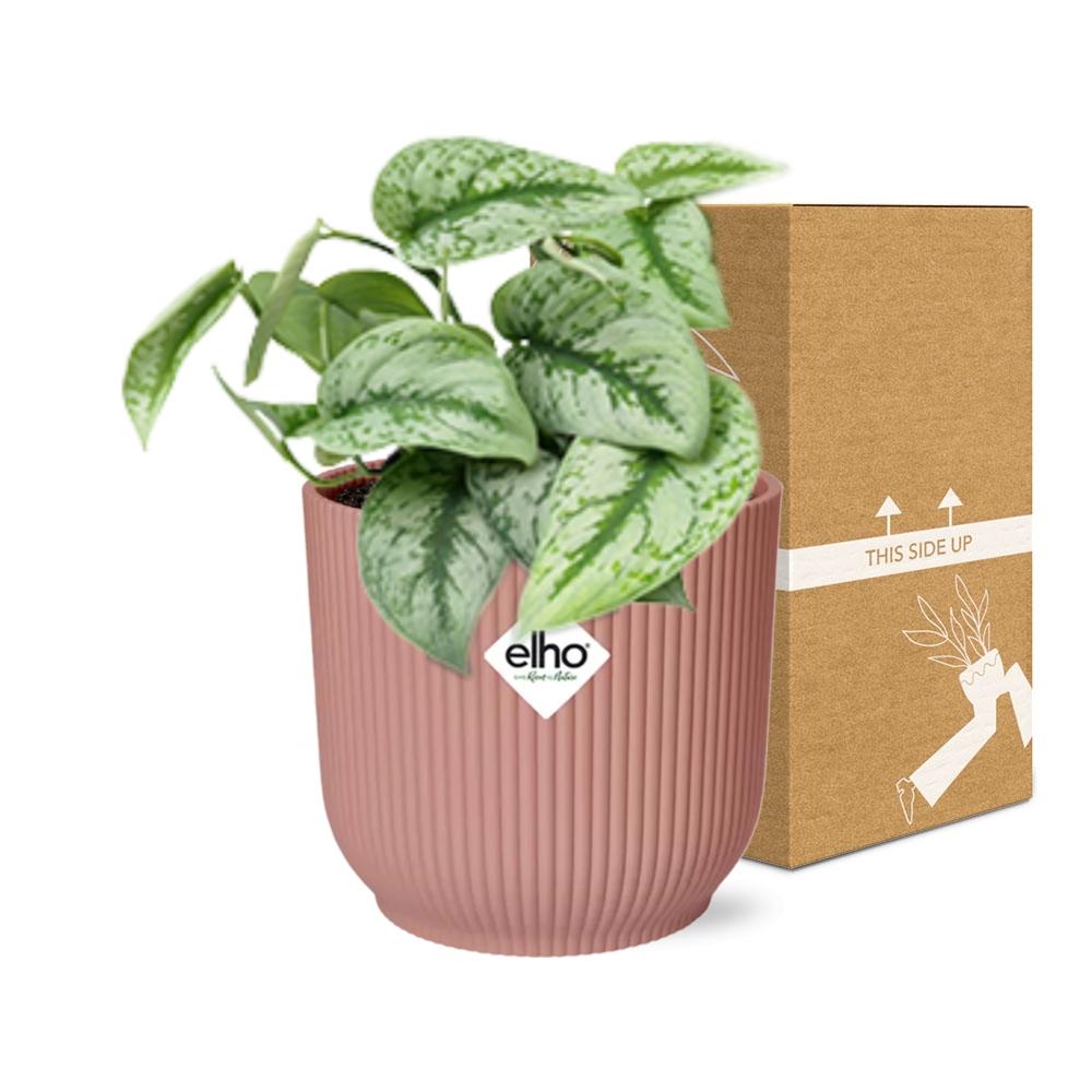 Scindapsus Pictus 'Trebie' in ELHO Vibes Fold 14 cm rosa