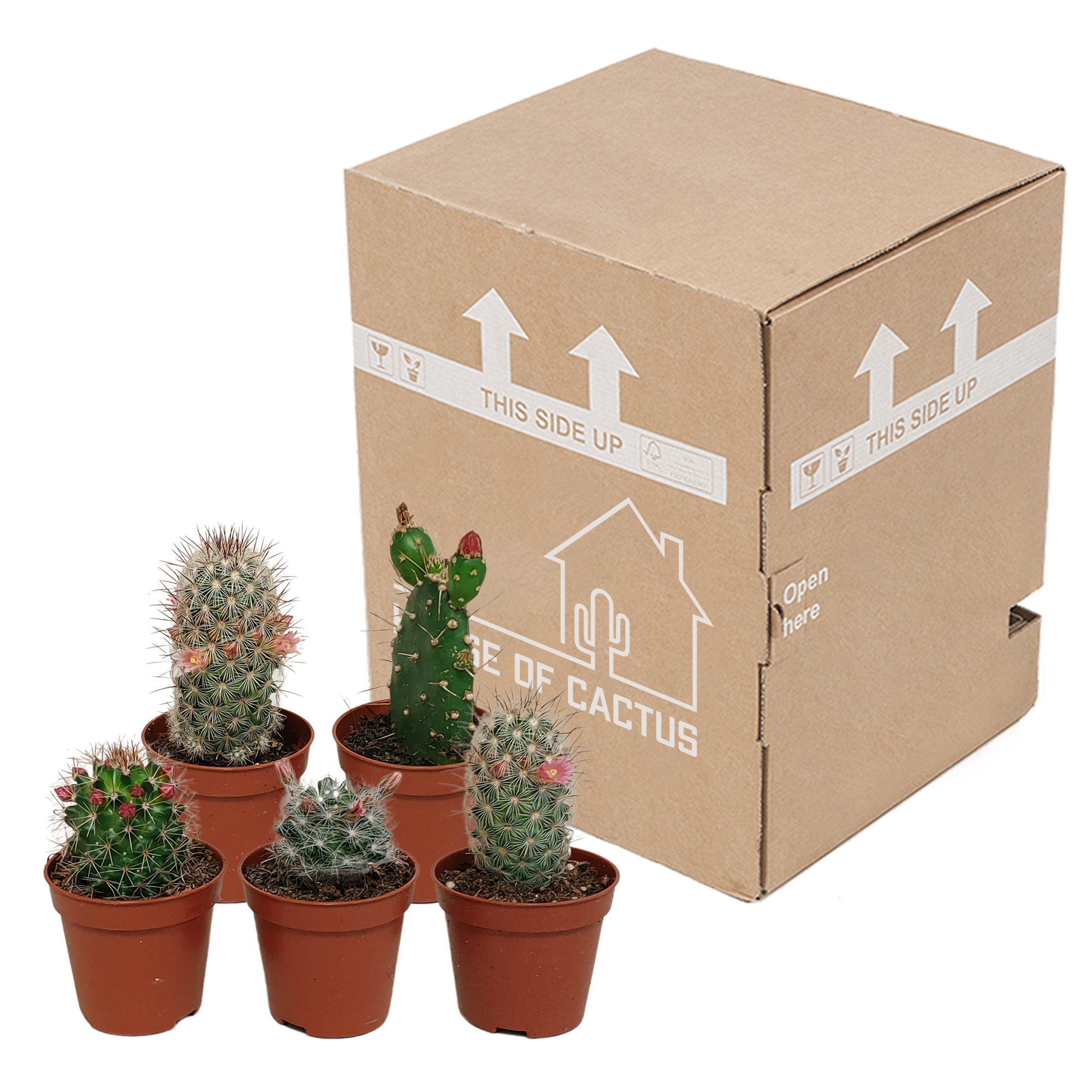 Mélange pour cactus 5,5 cm - floraison sans pot - 5x