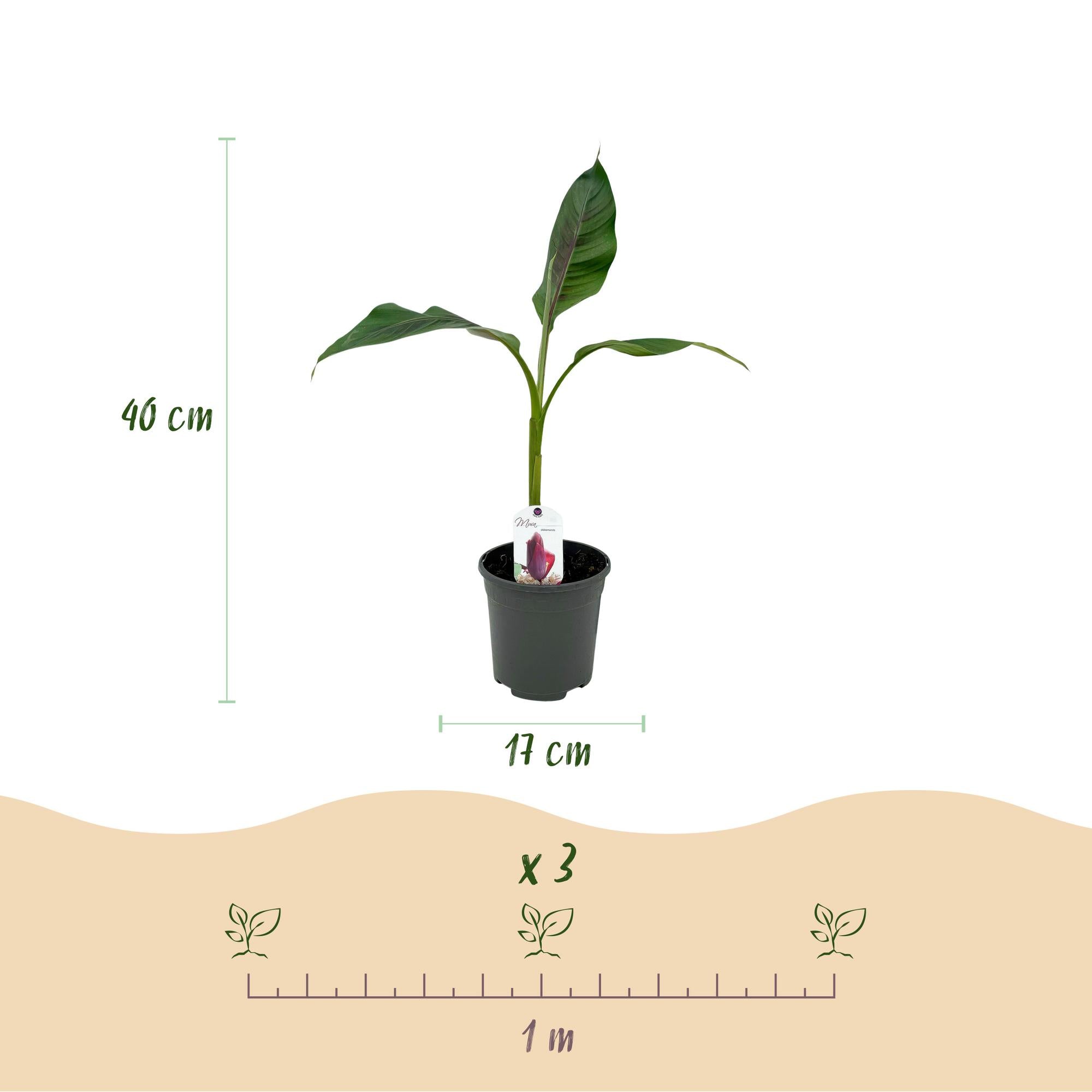 Bananen plant - Musa sikkemensis Red Tiger - Winterhard - 4 planten - Pot 17cm Hoogte 40cm