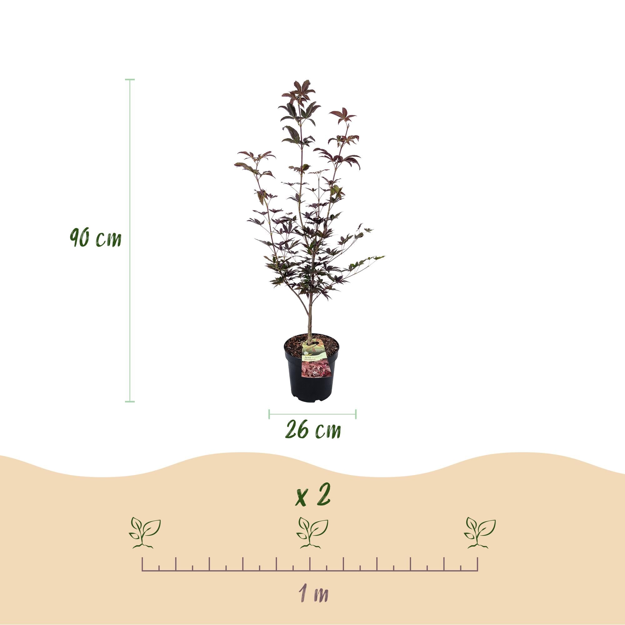 Acer palmatum Bloodgood - Japanse Esdoorn - Bladverliezend - Rood - 1 - Pot 26cm - Hoogte 90cm