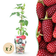 Taybes - Rubus Tayberry - Winterhard - 3 Planten - Pot 9 cm - Rode Bes