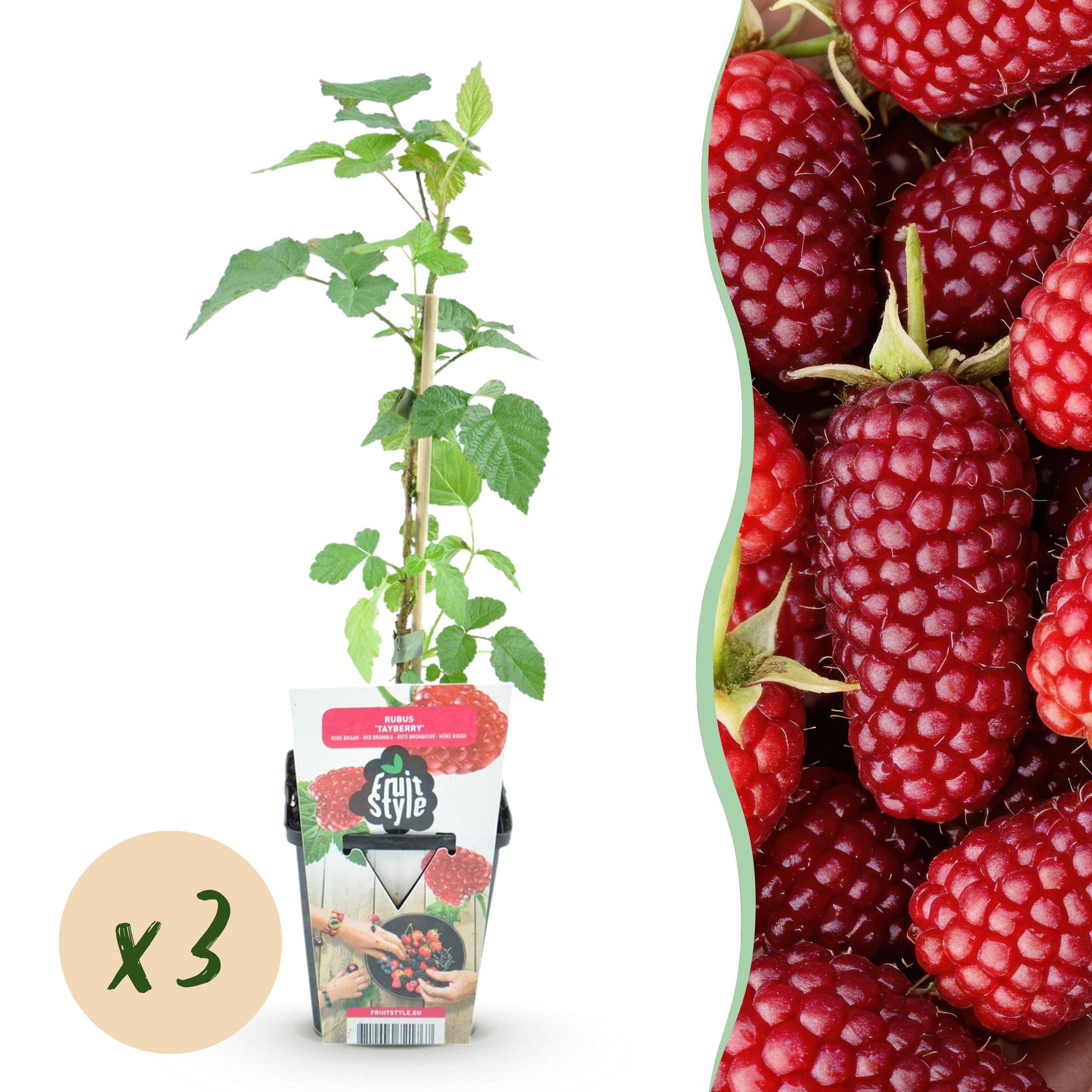 Taybes - Rubus Tayberry - Winterhard - 3 Planten - Pot 9 cm - Rode Bes