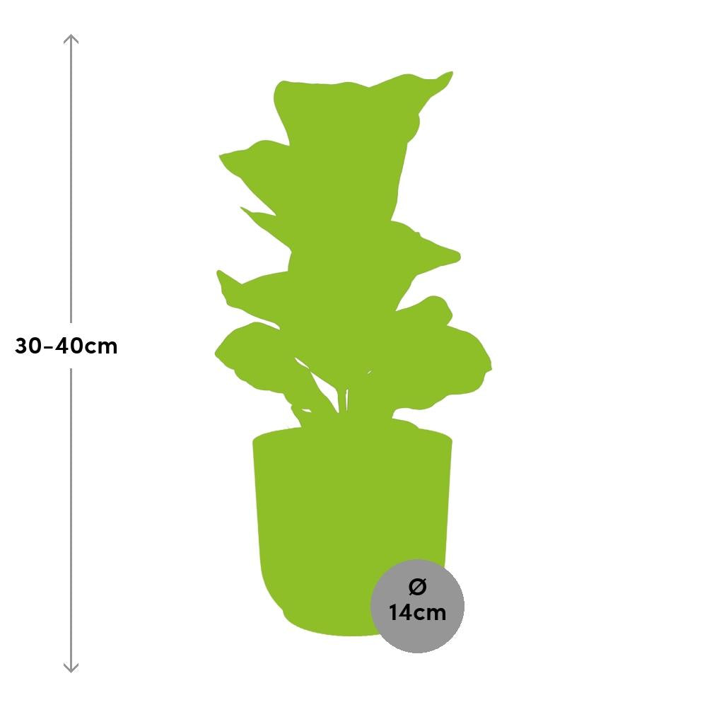 Ficus lyrata 'Bambino' en pot ELHO Vibes Fold 14 cm rose