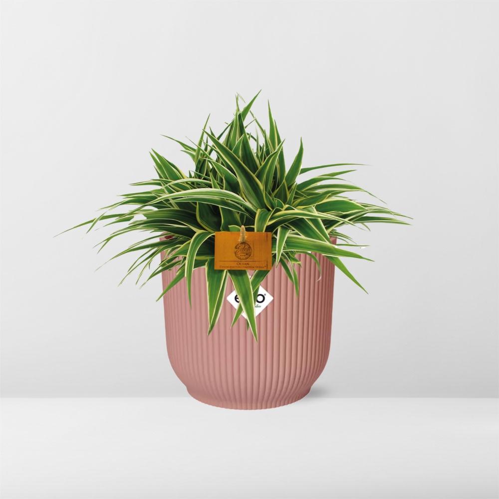 Chlorophytum Ocean 15 cm en ELHO Vibes Fold 16 cm rond rose délicat