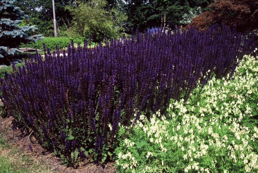 24x Salvia nem. 'Mainacht' - ↕10-25cm - Ø9cm