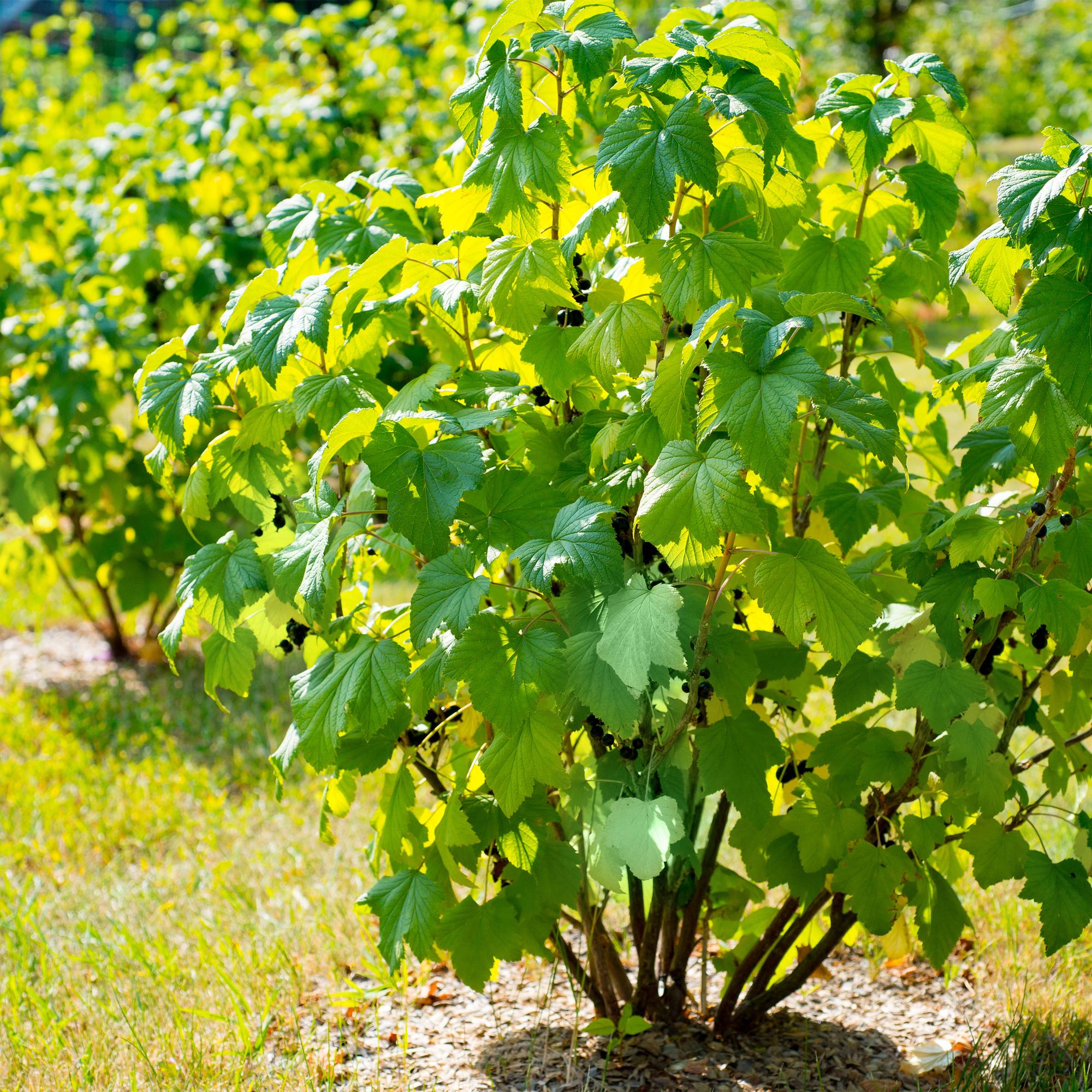 Green boutiQ - Pianta da frutto - Ribes nero - Ribes nigrum Titania - Ribes nero - 2 piante - Vaso 11cm Altezza 40cm
