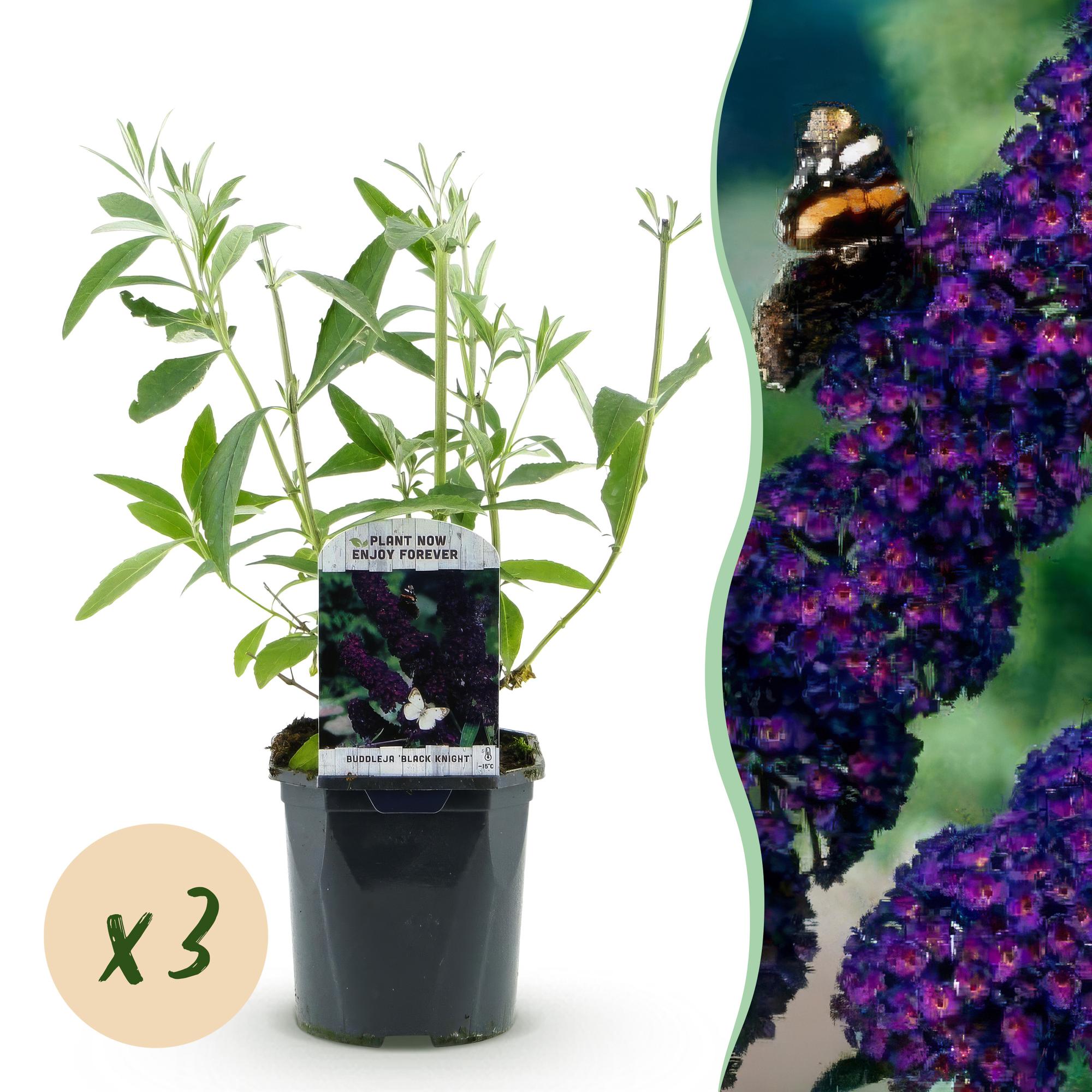 Buddleja davidii Black Night - Vlinderstruik - Winterhard - Paars - 3 Planten - Pot 17cm - Hoogte 45cm