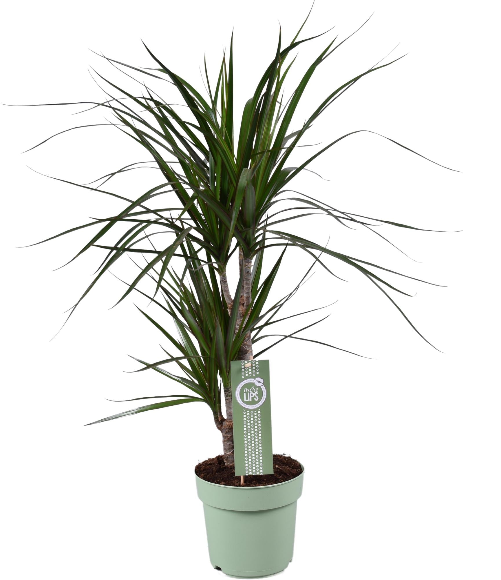Dracaena marginata - Ø17 cm - ↕70 cm