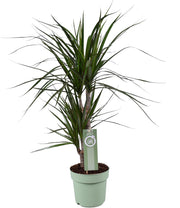 Dracaena marginata - Ø17 cm - ↕70 cm