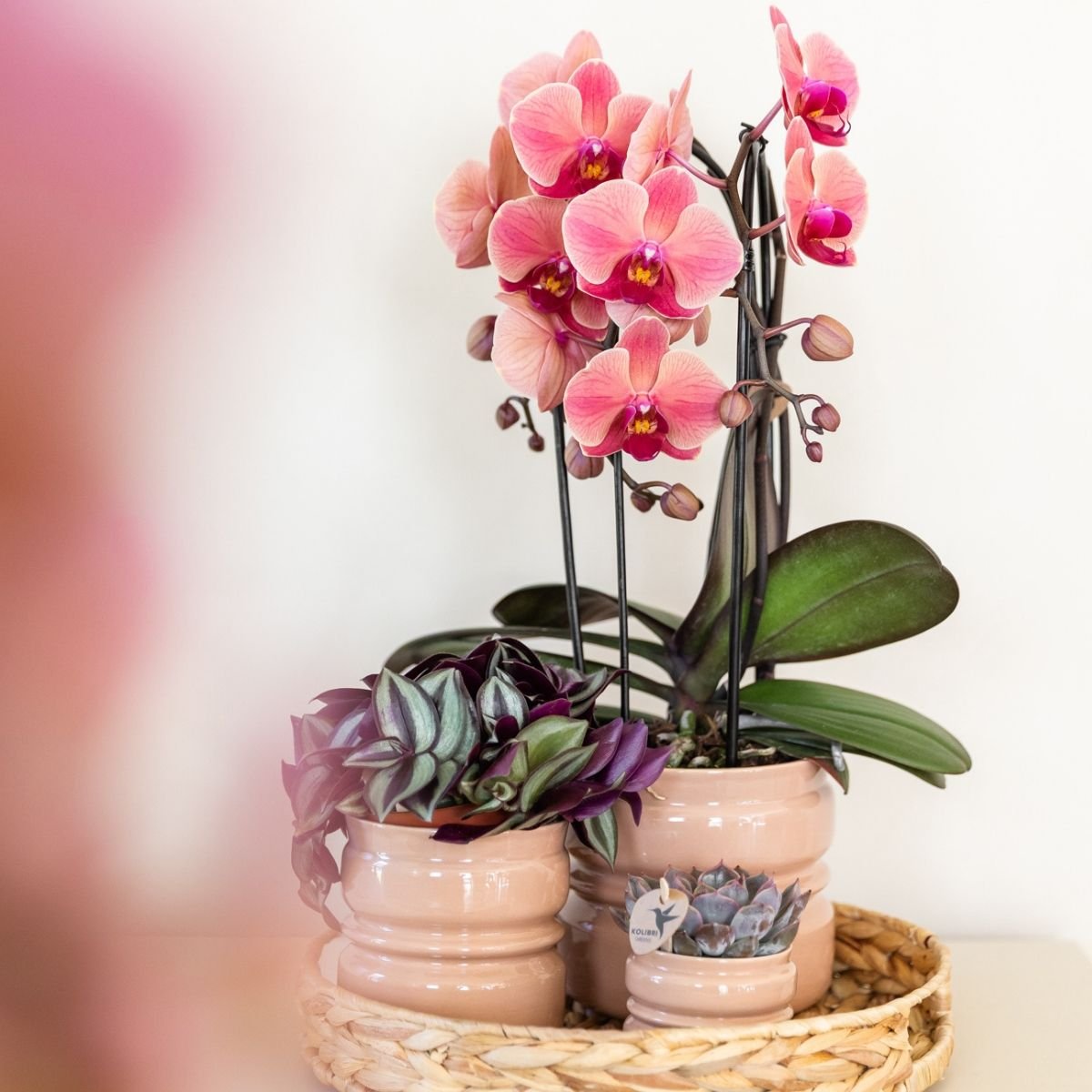 Kolibri Orchids | Combi Deal - 2 Zalmroze Phalaenopsis Orchideeën Niagara Fall Narbonne - Ø12 cm