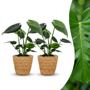 Monstera Deliciosa - Gatenplant - 2x - met Zeegras Mand - Pot 12cm - Hoogte 30cm