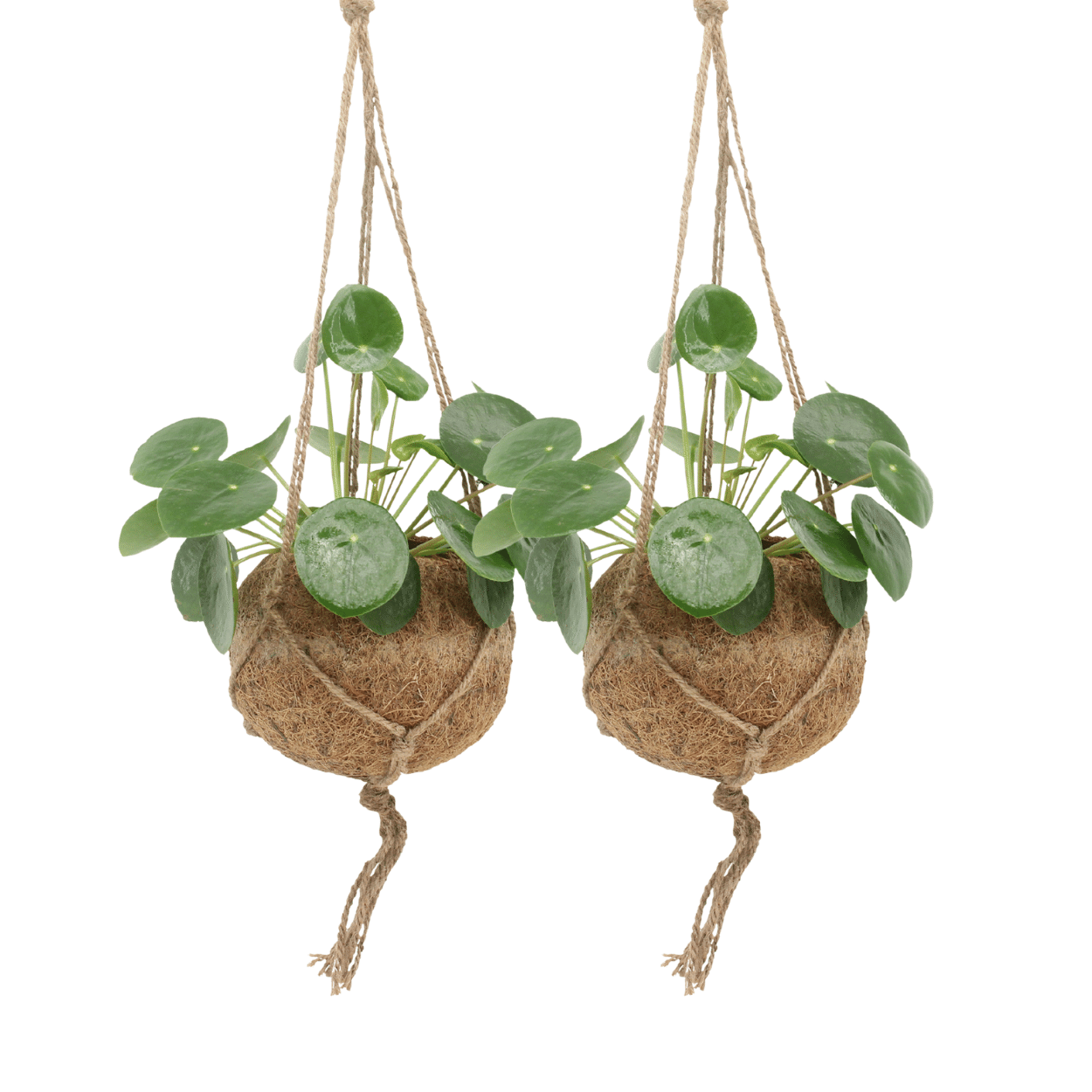 2x Kokodama Pilea Peperomiodes - Planta de panqueque - 20 cm - ø15