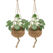 2x Kokodama Pilea Peperomiodes - Planta de panqueque - 20 cm - ø15