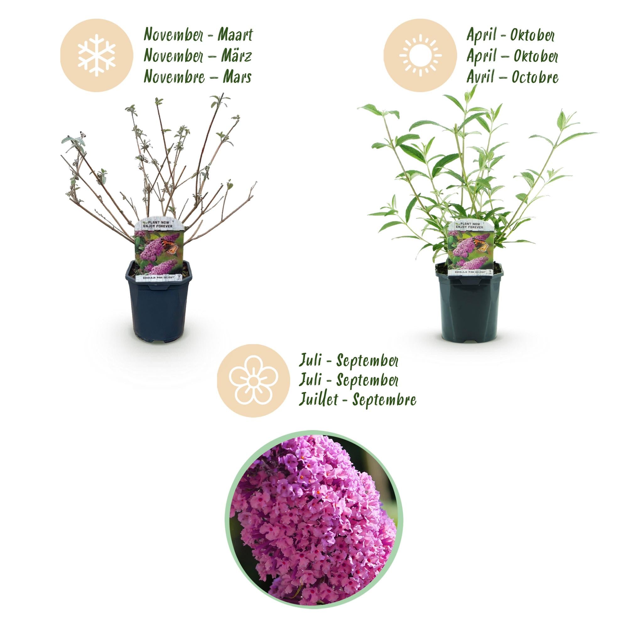 Buddleja davidii Pink Delight - Vlinderstruik - Winterhard - Roze - 3 Planten - Pot 17cm - Hoogte 45cm