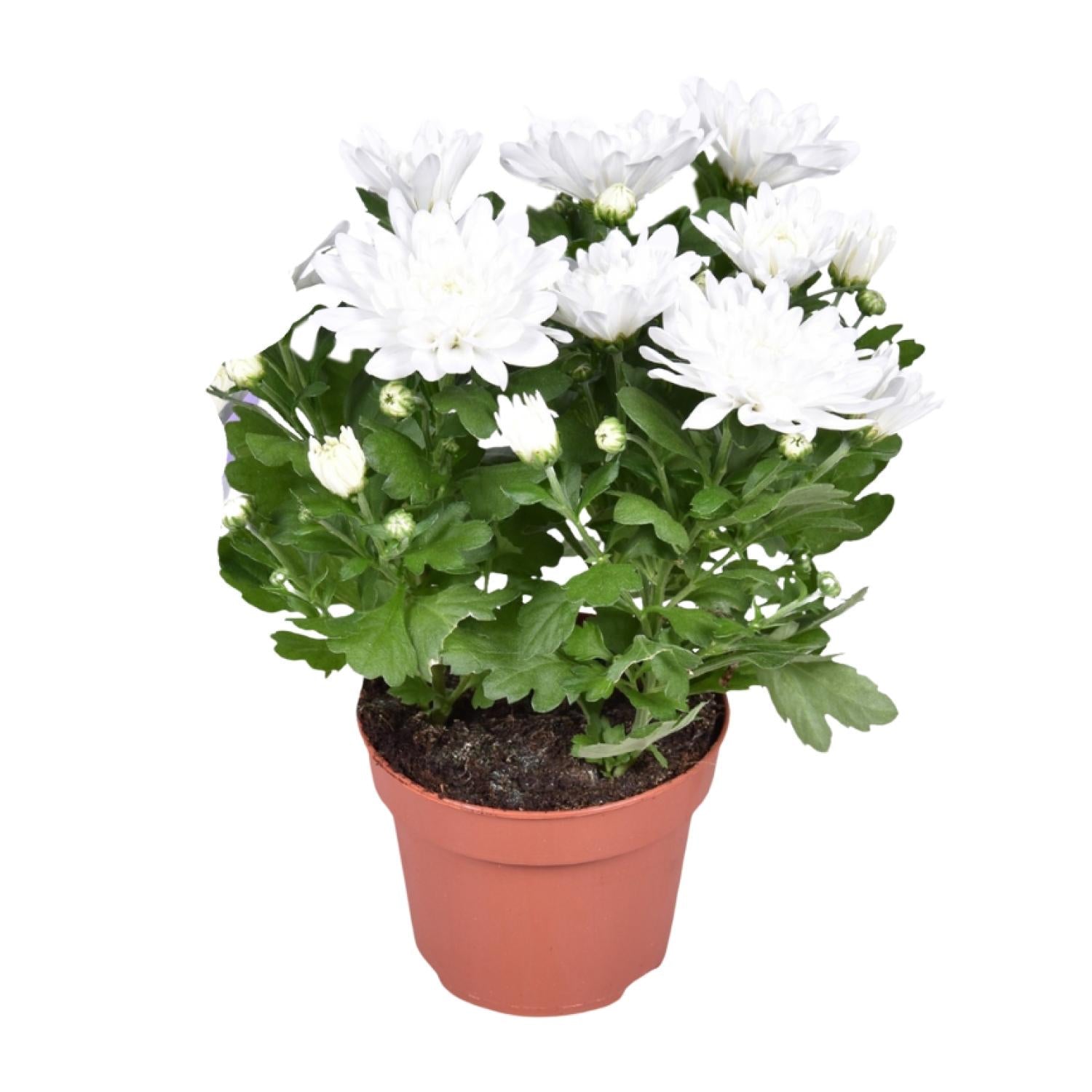 Crisantemo Brave - Ø12cm - ↕26cm