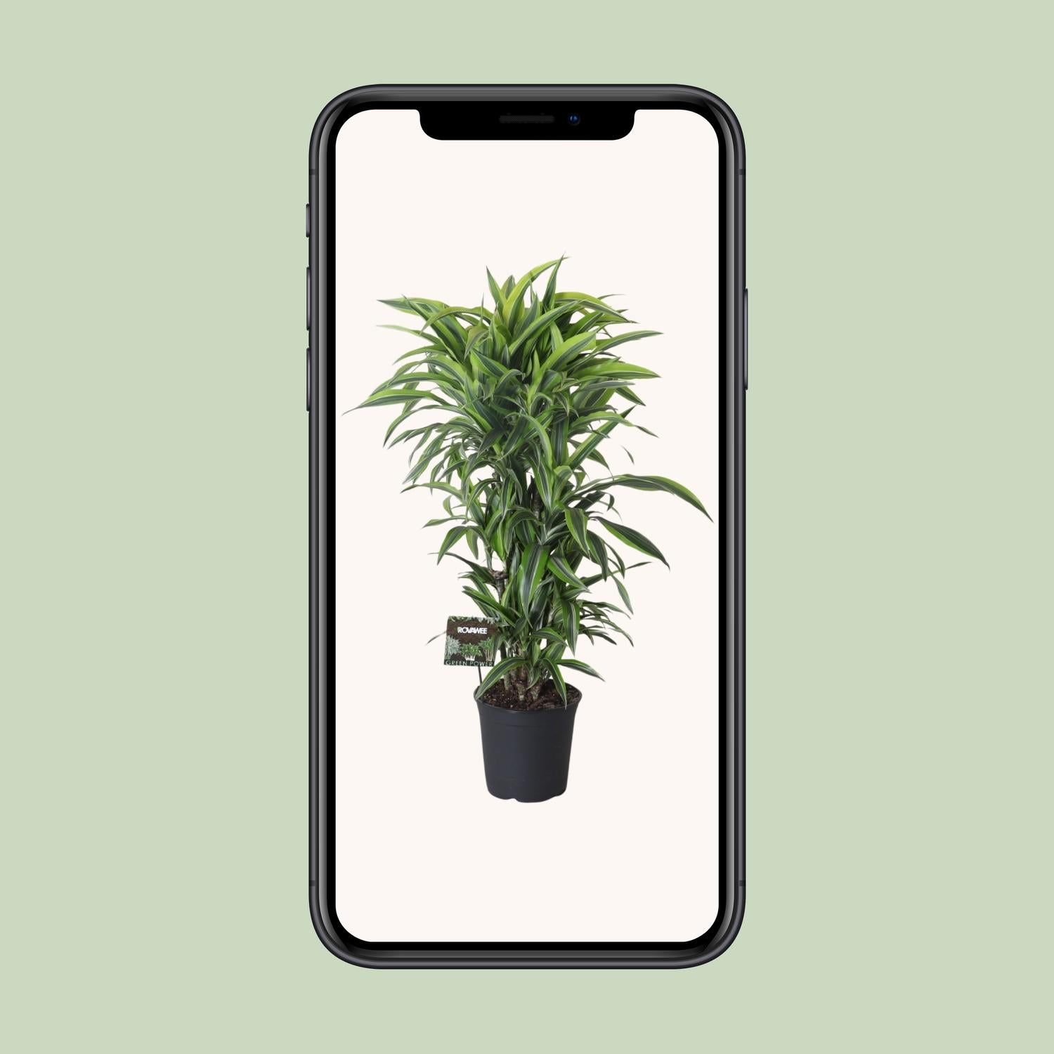 Dracaena Fragrans Limone Lime Ramificata - Ø27cm - ↕120cm