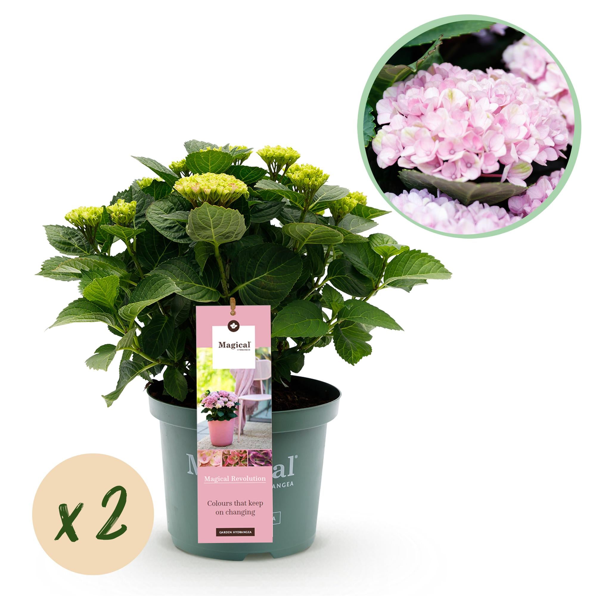 Green boutiQ - Pianta da terrazzo - Ortensia - Ortensia Magical Revolution Pink - Rosa - 6-10 fiori - 2 piante - Vaso 23 cm Altezza 55 cm