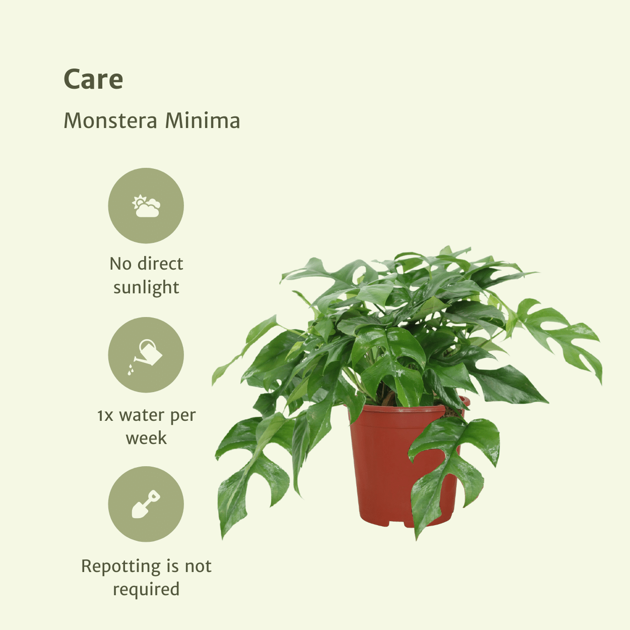 Monstera Minima (Fensterblatt) – 2 Stück – Ø 15 cm – ↕ 30 cm