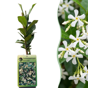Trachelospermum jasminoides - Sterjasmijn 4x - Wit - Klimplant - Ø9cm - ↕35cm