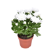 Crisantemo Brave - Ø12cm - ↕26cm