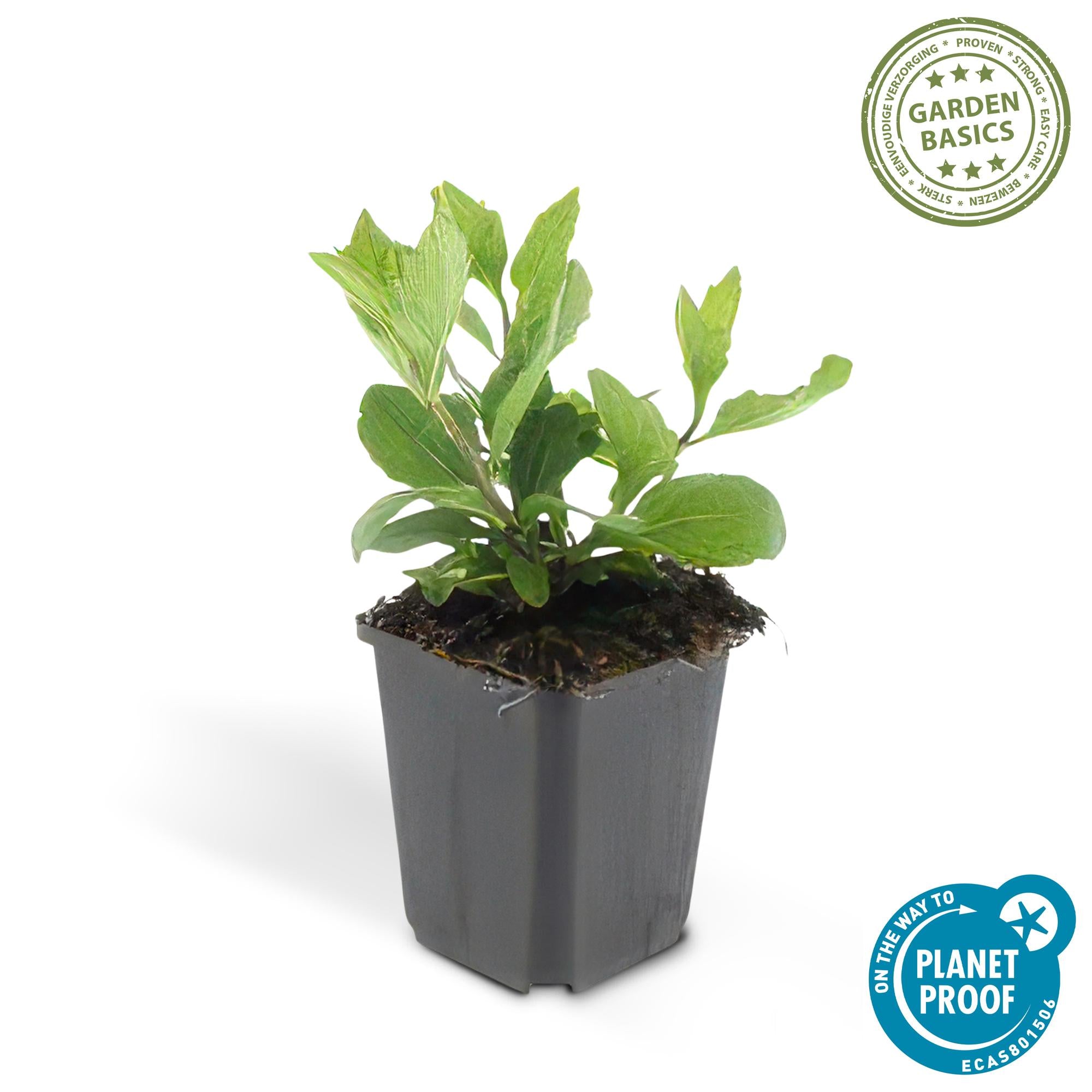 6x Aster ageratides 'Asran' - ↕10-25cm - Ø9cm