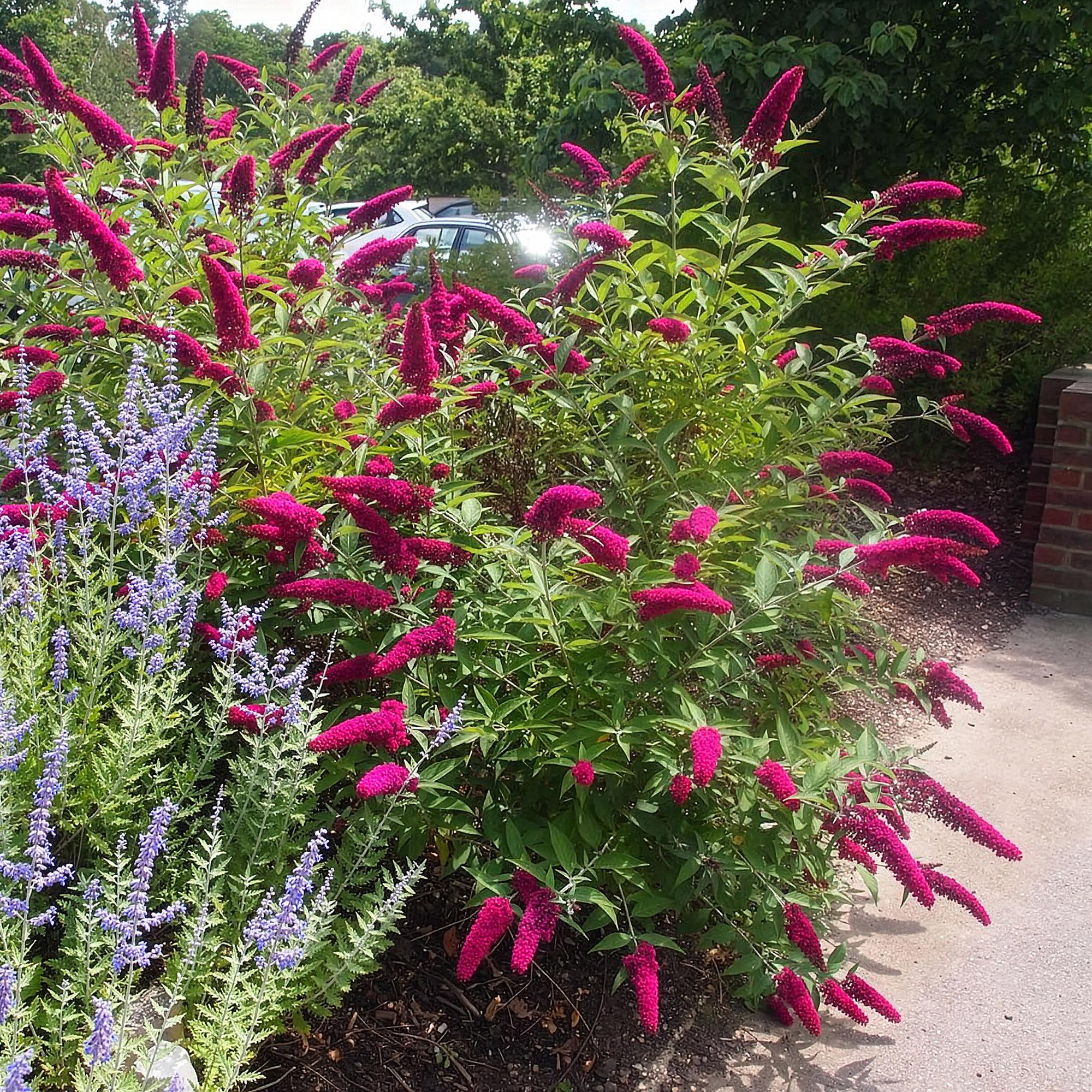 Buddleja davidii Royal Red - Vlinderstruik - Winterhard - Rood - 3 Planten - Pot 17cm - Hoogte 45cm