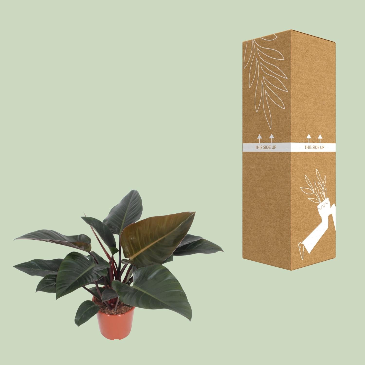 Philodendron Kongorot - Ø 27 cm - ↕ 80 cm