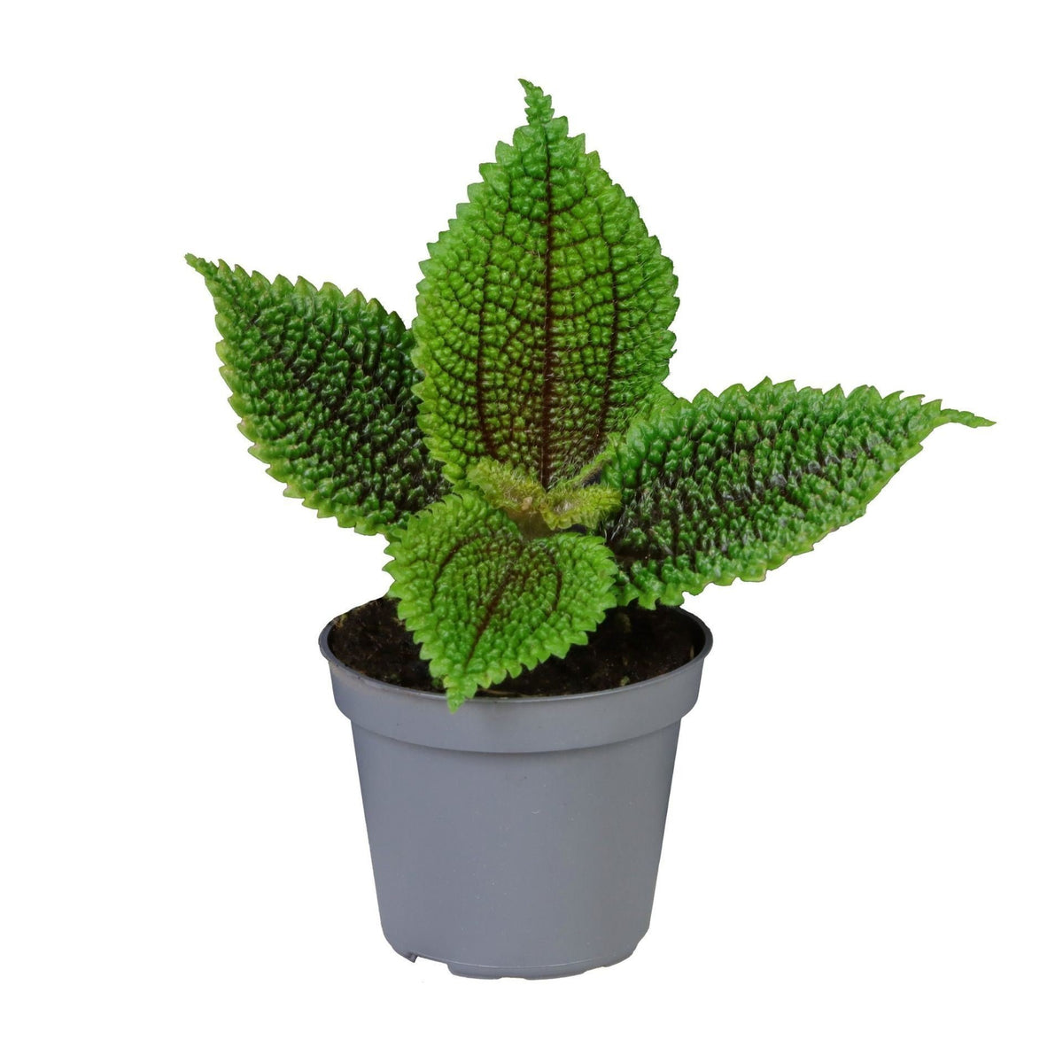 Pilea Moon Valley - Maandalvallei-pilea - Groen - Tropisch - Ø6cm - ↕12cm