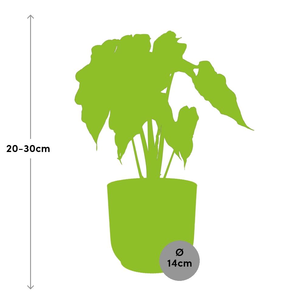 Alocasia 'Polly' en ELHO Vibes Fold 14cm jaune