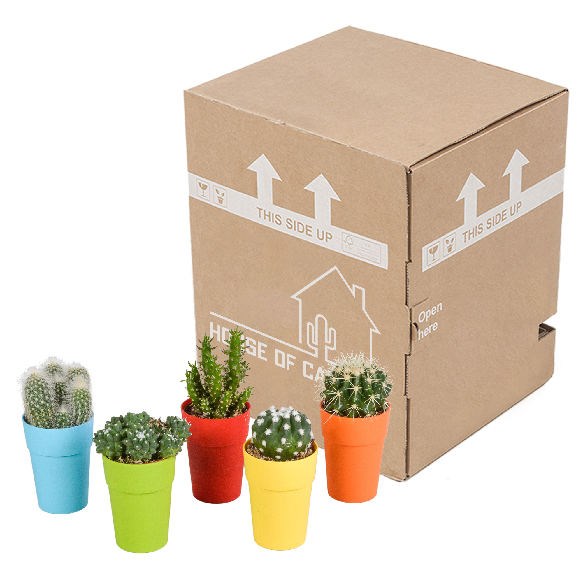 Cactus mix 5.5 cm - 5x - in gekleurde plasticpot
