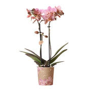 Kolibri Orchids | orchidea Phalaenopsis rosa antico - Jewel Treviso - vaso Ø9cm | pianta da appartamento fiorita - fresca dal coltivatore