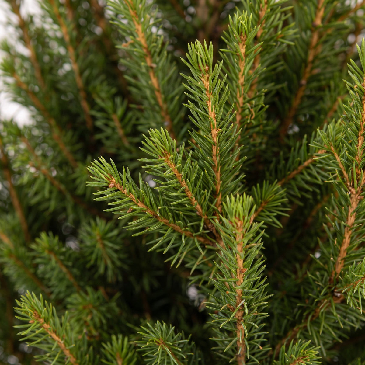 Picea glauca Conica - 2x Kegelspar - Groen - Kerstboom - incl. zinken pot - Ø17cm - ↕65cm