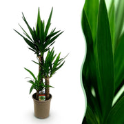 Yucca elephantipes - Weinig onderhoud - Groen - 1 - Pot 21cm - Hoogte 100cm