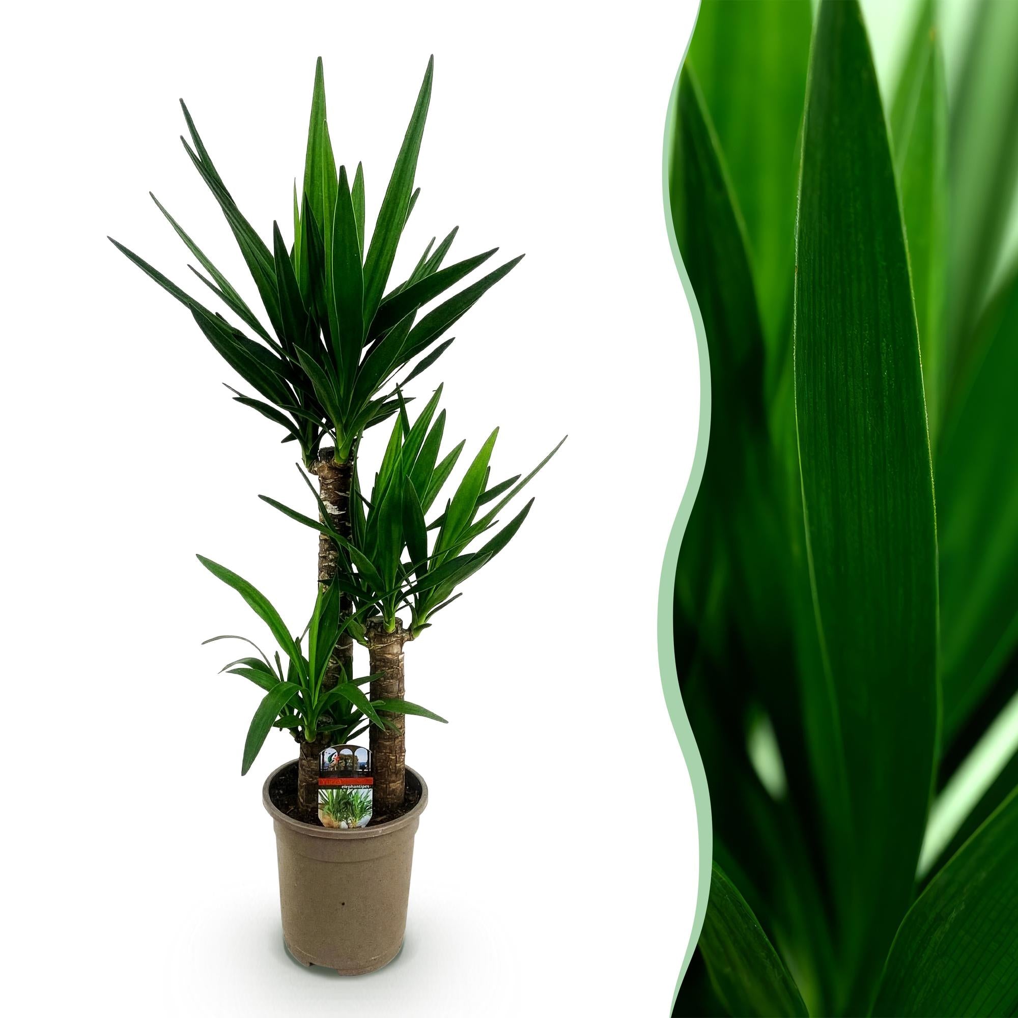 Yucca elephantipes - Weinig onderhoud - Groen - 1 - Pot 21cm - Hoogte 100cm