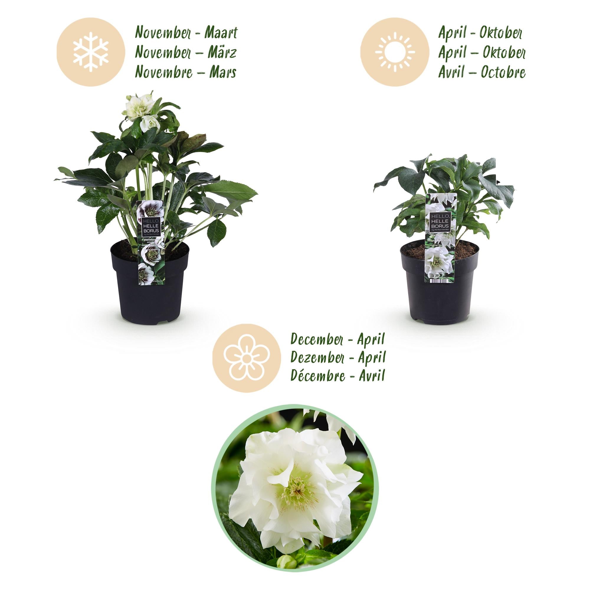 Lenten Rose - Helleborus orientalis Double Ellen White - Witte Bloem -2 Planten - Groenblijvend - Pot 14cm Hoogte 35cm