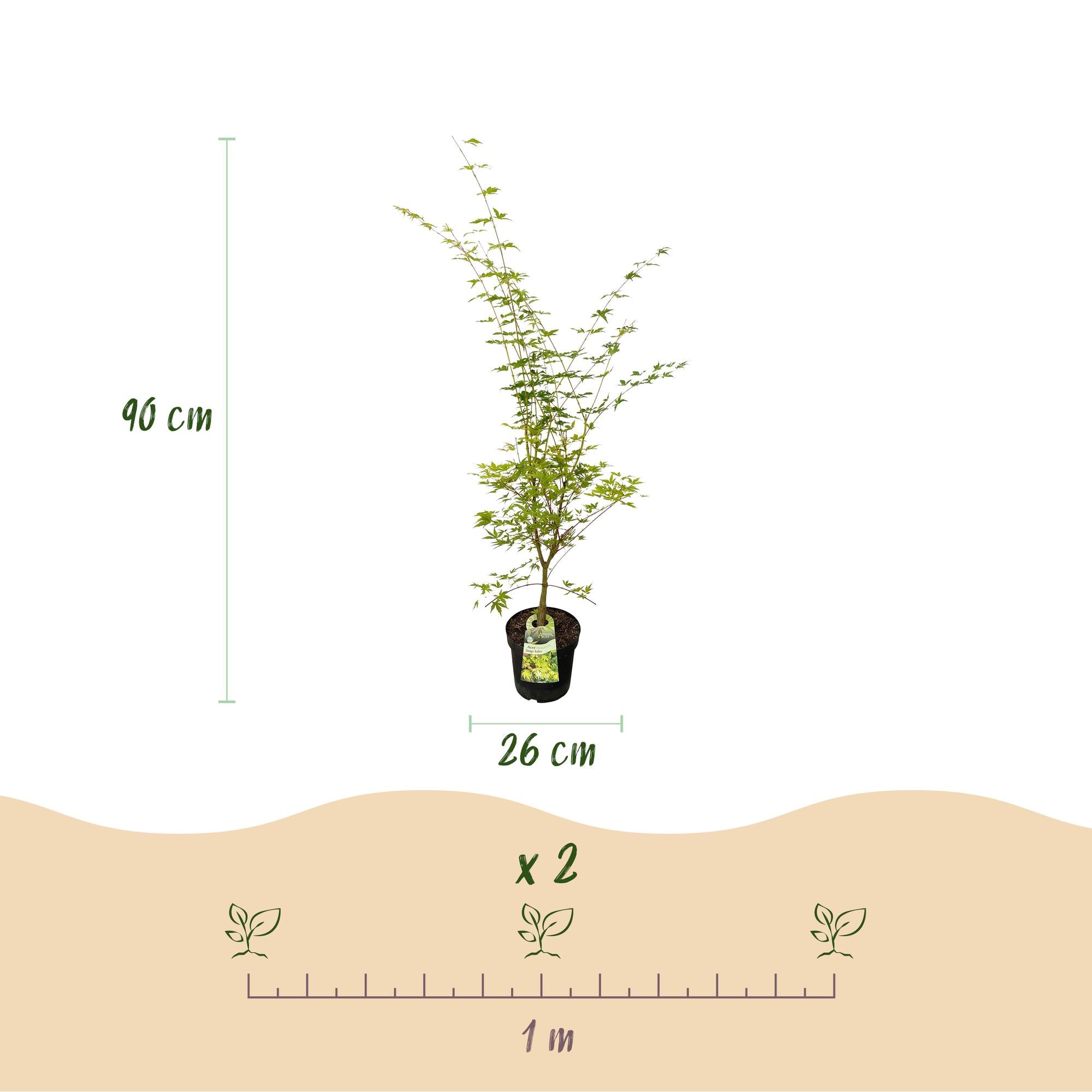 Acer palmatum Sangokaku - Japanse Esdoorn - Bladverliezend - Groen - 1 - Pot 26cm - Hoogte 90cm