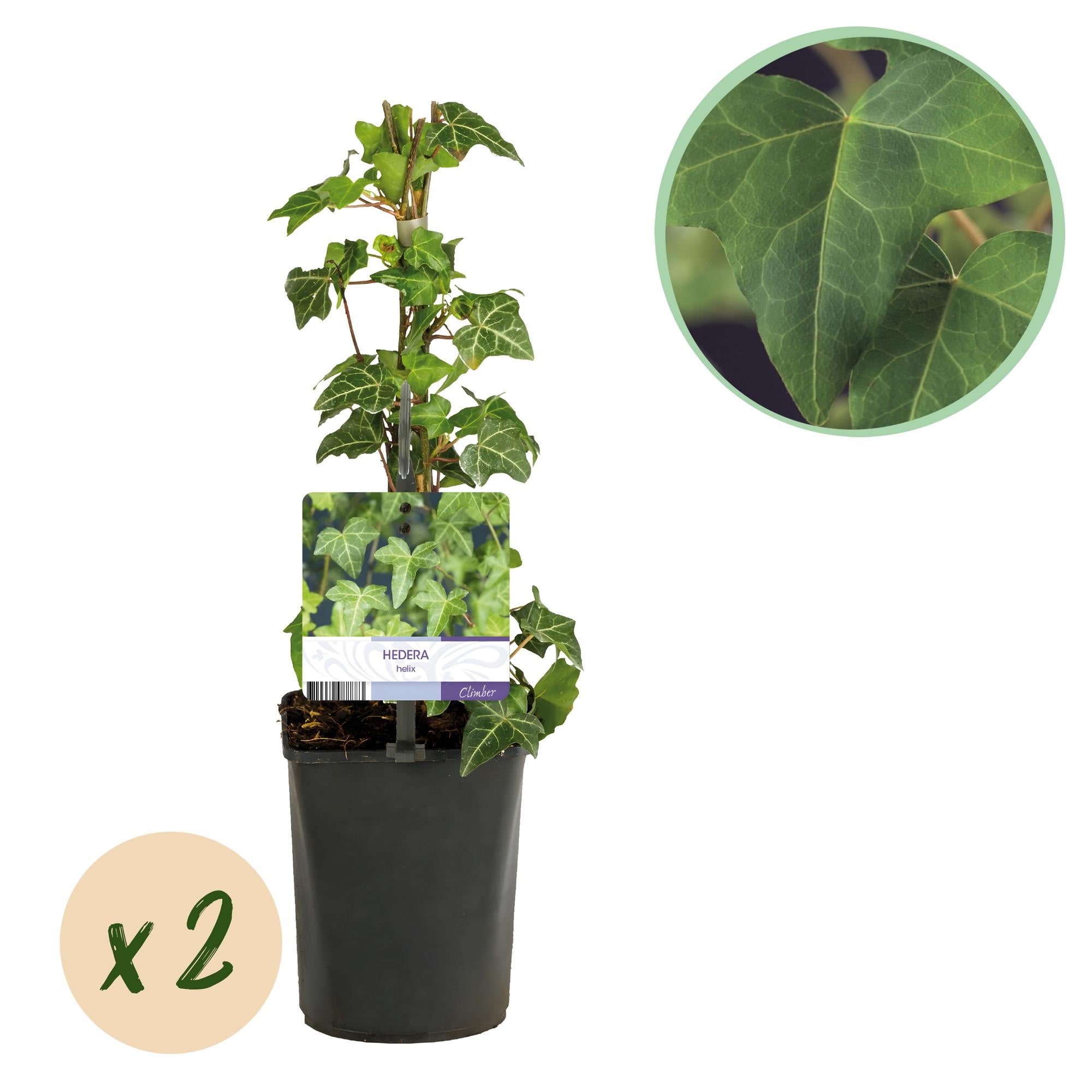 Green boutiQ – Kletterpflanze – Hedera helix – Grünblättrig – Immergrün – 2 Pflanzen – Topf 11 cm, Höhe 40 cm