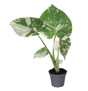 Monstera Thai Constellation - Groen - Wit - Tropisch - Ø6cm - ↕14cm