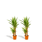 2 x Yucca - ↨90 cm - Ø17 cm